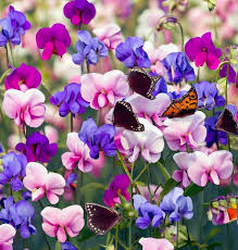 15 Seeds Sweet Pea 'Purple Dream Mix' Fragrant Climbing Vine Flowers Non-GMO - Lathyrus Odoratus, Beautiful Garden Plants, Easy to Grow