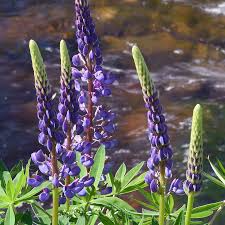15 Seeds Lupine Riverbank for Planting – Lupinus rivularis, Perennial Flower, Blue Blooms, Attracts Pollinators, Hardy for Garden Borders