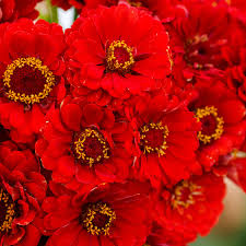100 Zinnia CHERRY QUEEN Seeds - Red Scarlet Blooms, Cut Flowers, Non-GMO, Attracts Hummingbirds - Zinnia elegans