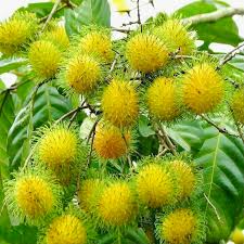1 Grafted Yellow Rambutan (Nephelium lappaceum) Exotic Tropical Fruit Tree 24”-36” | Sweet Golden Rambutan Starter Plant