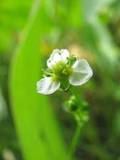 250 mg Seeds Alisma subcordatum (Mud Plantain) for Planting | Aquatic Native Perennial for Ponds, Wetlands & Wildlife Habitats