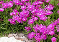 30x Magenta Delosperma Cooperi Hardy Ice Plant Unrooted Cuttings 5-6" | Vibrant Ground Cover, Easy Rooting, Perfect for Garden & Landscaping