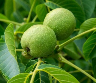 1 Juglans nigra Black Walnut Tree - Live Bare Root Plant 2-3 Feet for Zones 4-9
