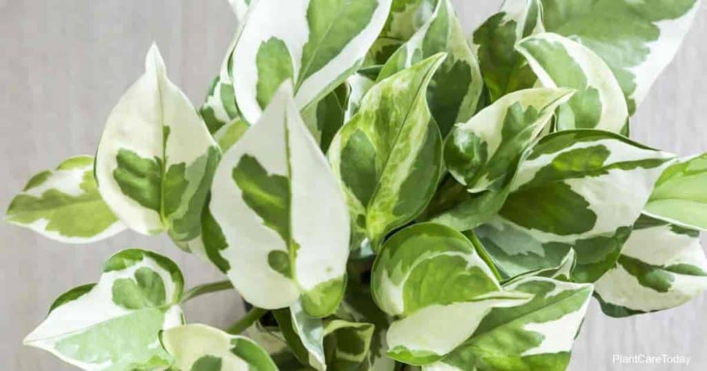Manjula Pothos Starter Plant - Variegated Epipremnum Aureum - Unique White Green Foliage for Indoor Decor, Hanging Baskets & Shelves