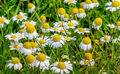 500 Seeds Herb Roman Chamomile, Heirloom, Fragrant Perennial, Non-GMO, Matricaria recutita, Tea, Garden, Aromatic