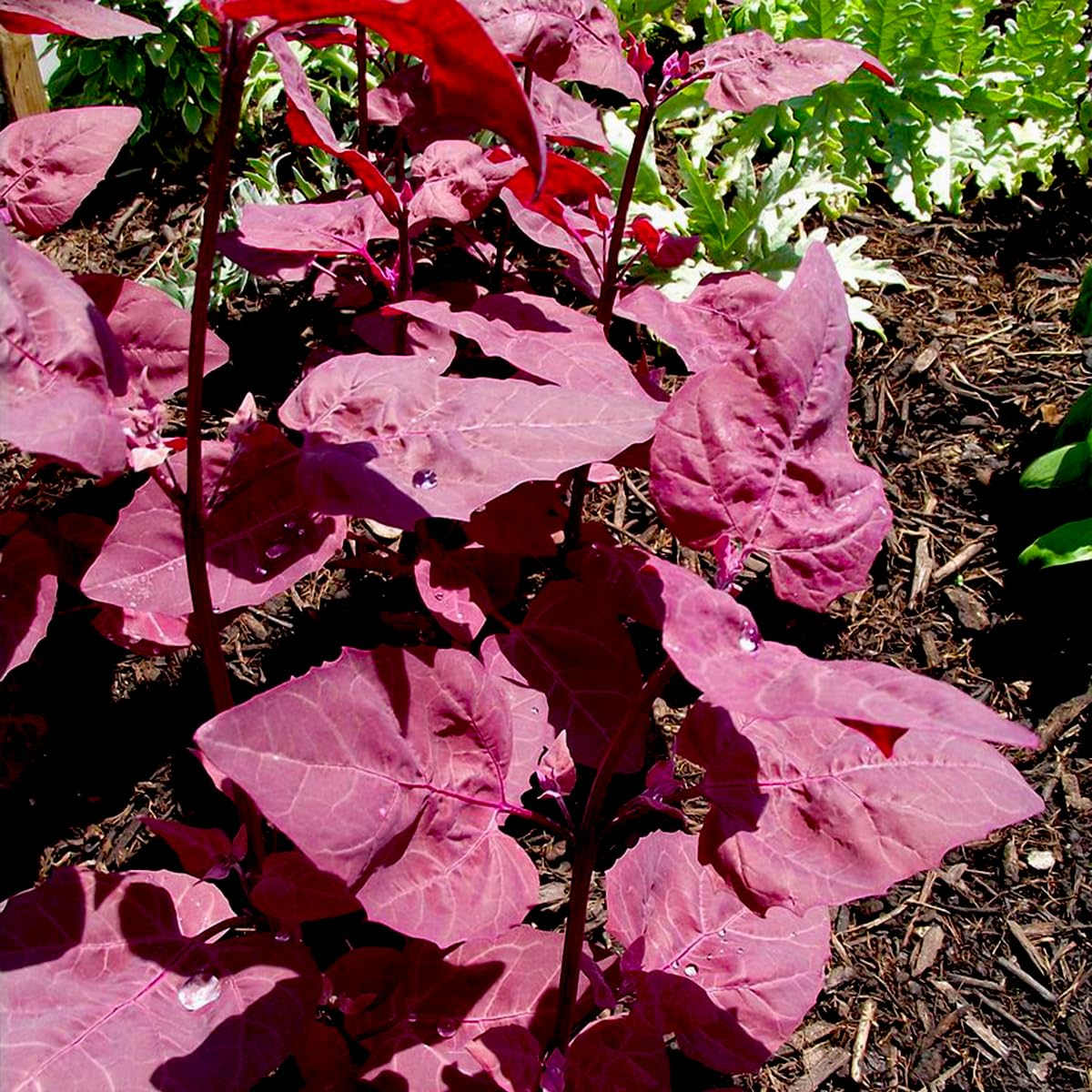 300 Bright Red Orach Seeds, French Spinach (Atriplex hortensis) Heirloom, 1' Tall,