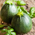 1g Summer Squash Round Zucchini Seeds Cucurbita pepo | High-Yield, Easy Grow, Non-GMO, Unique Round Shape, Edible Vegetable