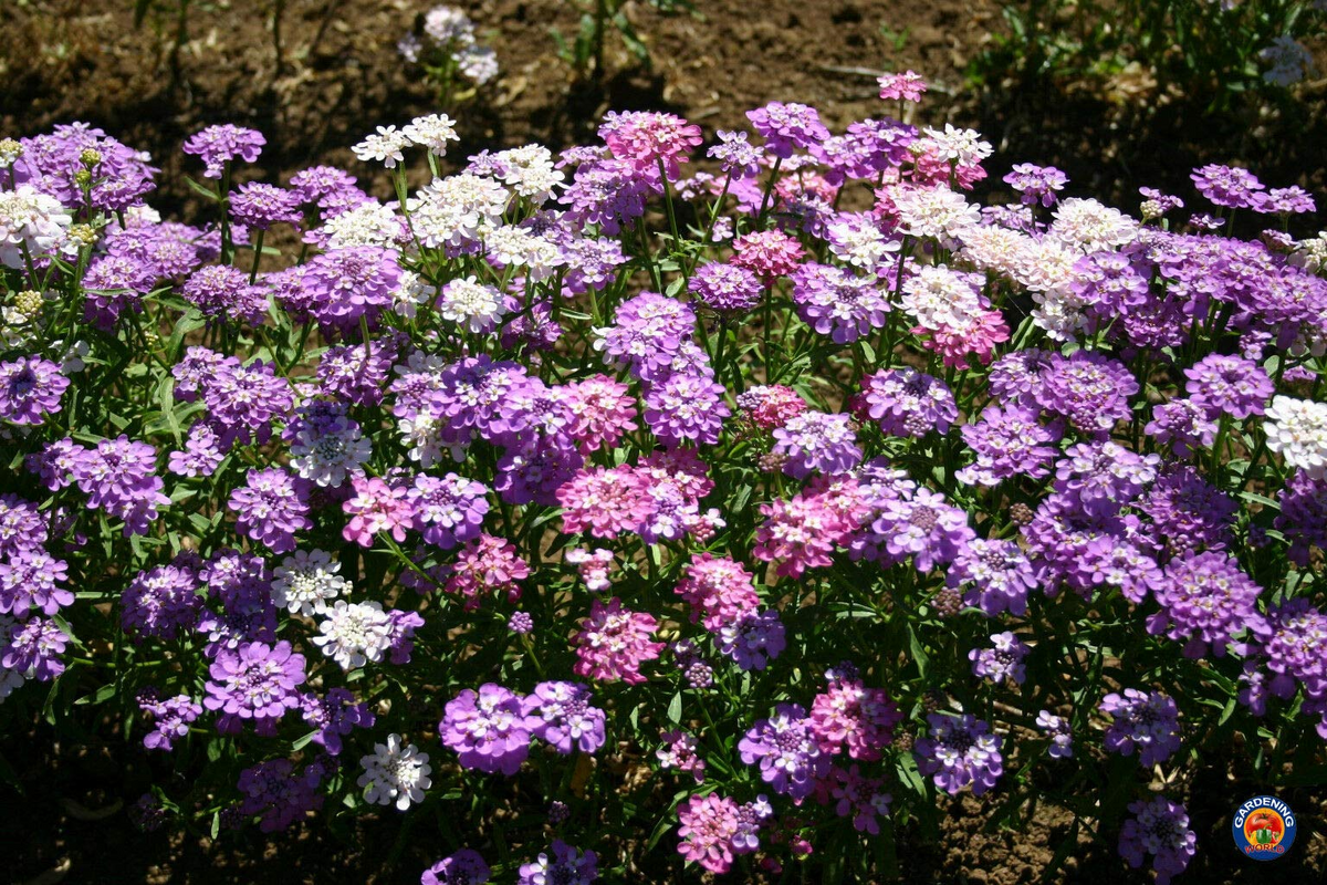 1000 Candytuft MIXED COLORS Seeds, Ground Cover, Pollinators, Fragrant Flowers, Iberis Umbellata, Non-GMO, Hardy, Garden Plants