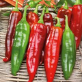 300mg Hot Hatch Big Jim Chili Pepper Seeds Capsicum annuum | Mild-Medium Heat, Non-GMO, Perfect for Roasting, Salsas, and Stuffing