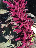 1500 Seeds Amaranth Opopeo Red Flower Edible Leaves & Grain Microgreens Non-GMO (Amaranthus)