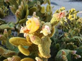 Hardy Cow's Tongue Cactus (Opuntia Liguiformis) Pad Cutting | 8-10" Prickly Specimen | Cold Hardy | Golden Orange Blooms
