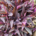 20 Unrooted Cuttings 3-5" Tradescantia Purple Heart (Tradescantia pallida) – Purple Plant for Propagation & Indoor Garden
