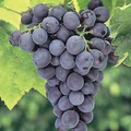 Everest Grape - 4 Healthy Cuttings (2-3 Nodes) for Easy Grafting or Rooting | Seedless Table Grape, Large Blue Berries
