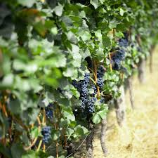 Ladyfingers Black Grape Cuttings | 3 Unrooted Scion Wood | Fresh, Organic Waxed Ends | Easy to Root | Sweet, Long-Shaped Grapes Vine
