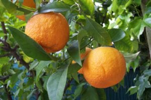 5 Unroot Cuttings Citrus × Aurantium Pixie Mandarin Orange Edible Sweet Fruit, Fast-Growing, USDA Zones 9-11, Organic