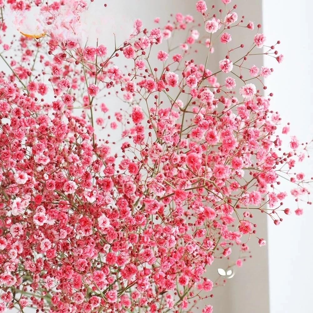 1000 Seeds Baby's Breath Deep Carmine, Crimson Red Flowers, Non-GMO, Pollinator-Friendly, Elegant Garden Blooms, Gypsophila elegans