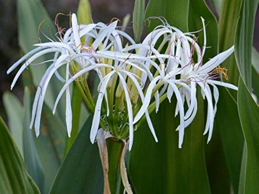 White Spider Crinum Lily Amoenum Starter Plant | Giant Flowering Outdoor Lily | Live Rooted Bulb | Drought-Tolerant