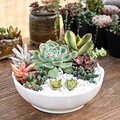 30 Mini Colorful Succulent Unrooted Cuttings - Variety of Succulent Plants for DIY Arrangements, Propagation & Craft Projects