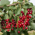 Choke Cherry Tree - Live Bare Root Plant, Prunus Virginiana, 14"-18", Fragrant White Flowers, Wildlife-Friendly, Drought & Heat Tolerant