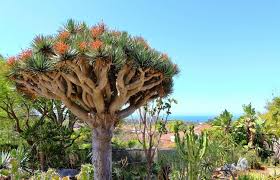 10 Draco Dragon Tree Seeds (Dracaena draco) | Rare Ornamental Plant Seeds | Indoor & Outdoor, Hardy, Exotic Dracaena Species