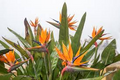 Bird of Paradise Starter Plant - Strelitzia Reginae Seedling - Crane Flower, 6" Tall, Tropical Plant for Gardens, Containers & Indoor Decor