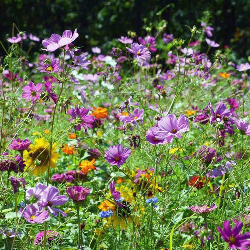 1000 Seeds Wildflower Mix Butterfly & Hummingbird - Heirloom, Non-GMO, Pollinator-Friendly, Attracts Bees, Butterflies, and Hummingbirds