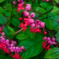 1 Clerodendrum thomsoniae - Red Purple Bleeding Heart Vine Live Plant 12" Tall - Tropical Climber, Vibrant Blooms