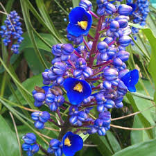 Sapphire Blue Ginger (Dichorisandra Thyrsiflora) | Live Starter Plant | Gorgeous Blue Flowers | Indoor & Outdoor Shade-Loving