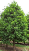 1 Bald Cypress Tree (Taxodium distichum) – Live Bare Root Plant 2-3 Feet