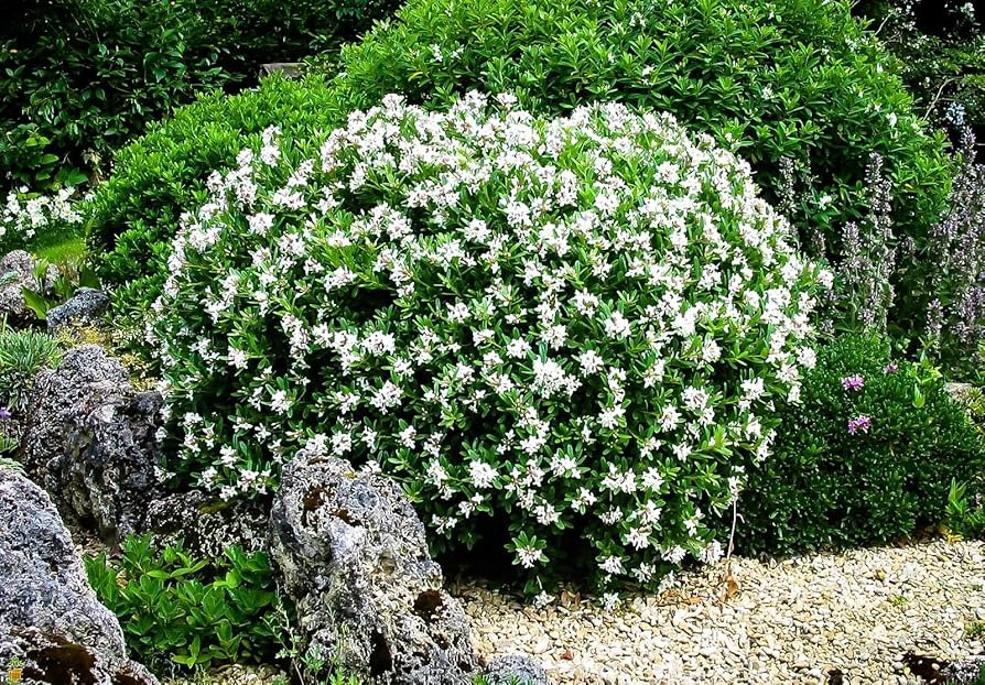 Gardenia Starter Plant (Gardenia jasminoides) – Fragrant Live Shrub, 1-2 Ft Tall, Ready to Plant, Lush Green Foliage & White Blooms