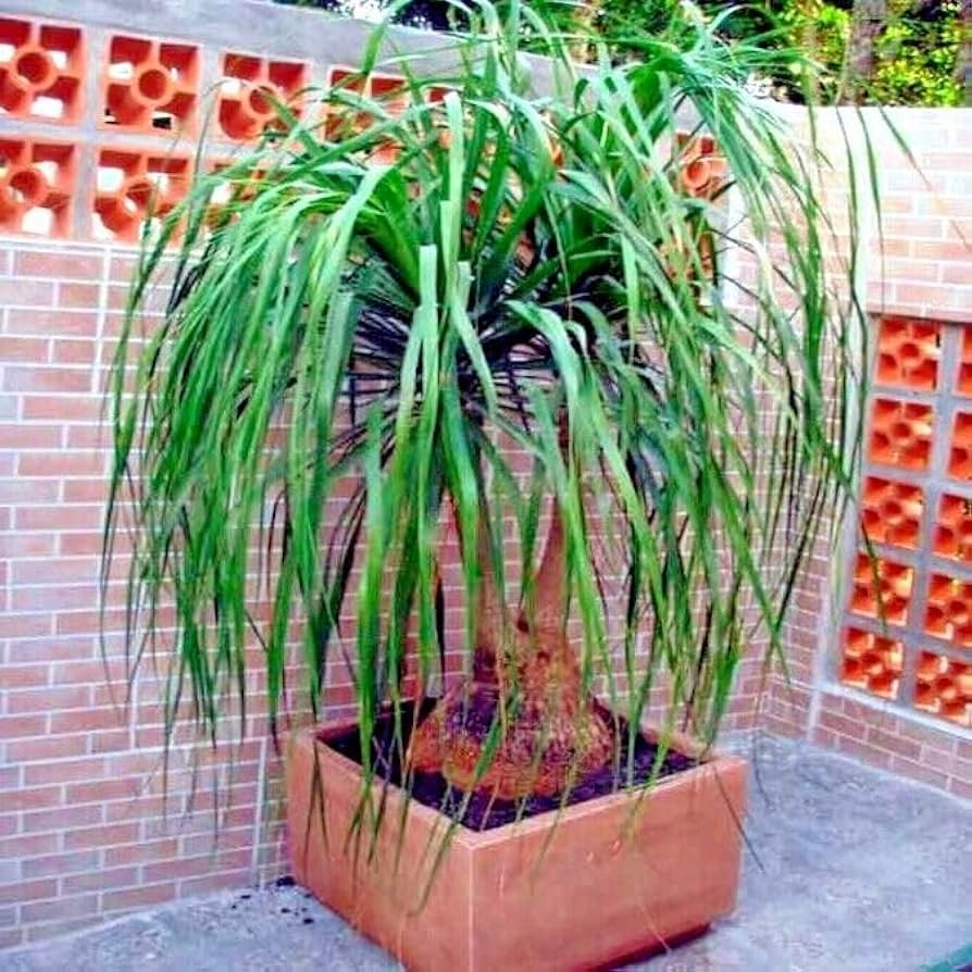 10 Ponytail Palm Tree Seeds (Beaucarnea recurvata) – Rare Elephant Foot Caudex, Indoor Houseplant, USDA Zones 9-11, Low Maintenance
