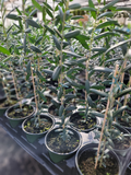 1 Arbequina Olive Tree, Live in 4 Inch Pot, Robust Roots, 10-15 Inches Tall, Hardy Edible Tree
