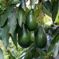 3 Avocado Unrooted Cuttings for Grafting 4"-7" | Persea americana | Fresh Avocado Tree Propagation | High-Quality Grafting Cuttings