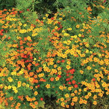 200 Seeds Signet Marigold Starfire Mix, 12" Beneficial Flower, Non-GMO, Vibrant Garden Blooms, Perfect for Cutting Garden, Easy to Grow