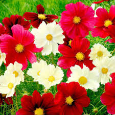100 Seeds Cosmos Rubies Sunshine Mix, Red, Pale Yellow, Pink Flowers, Pollinators, Butterflies, Non-GMO, Wildflower, Perennial, Garden Plant