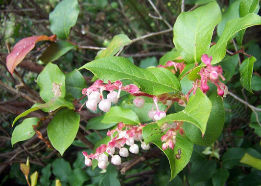 100 Salal Berry Seeds (Gaultheria shallon), Edible Fruits, Evergreen Shrub, Low Maintenance Bush, Wild Berries, Garden Starter, Wildlife