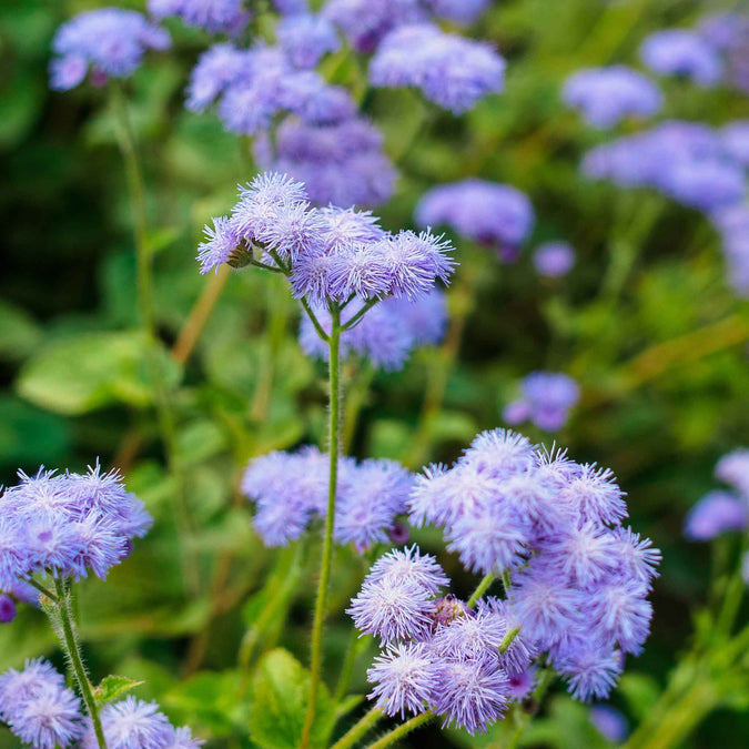 500 Seeds Ageratum DONDO BLUE, Floss Flower Monarch Butterfly Plant, Non-GMO, Vibrant Blue Blooms, Perfect for Gardens & Pollinator-friendly