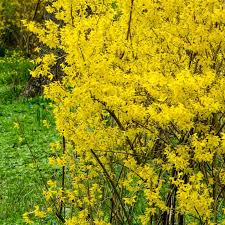 1 Forsythia x intermedia Lynwood Gold Shrub - Live Bare Root Plant 8"-10" for Zones 4-9