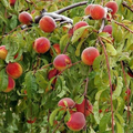 3PCS Juicy White Peach Tree 5-6" Unrooted Cuttings - Prunus persica, Delicious Fruit Tree for Propagation, Easy to Grow, Home Orchard Plant