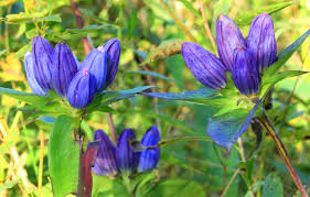 Bottle Gentian Seeds – Gentiana andrewsii – 100mg for Planting, Native Wildflower, Deep Blue Blooms, Late Season Pollinator Plant