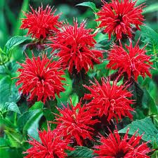 Cherry Red Monarda Bee Balm Plants (Lot of 2) | Live Perennial Flowers | Butterfly Magnet | Vibrant Blooms | Full Sun