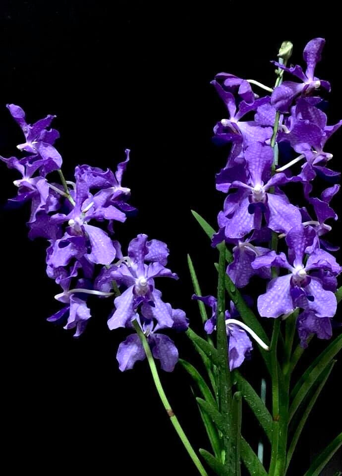 Papilionanda Ernest Chew "Cerulean Treasure" Orchid Flowering Size, Light Blue Blooms