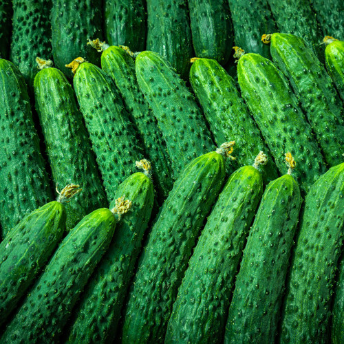 10 Seeds Cucumber Chinese Snake Curved - Cucumis sativus | Unique Heirloom Cucumber for Planting, Gardening & Crisp, Long Harvest