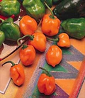 Orange Habanero Pepper Seeds | Heirloom, Non-GMO | 100,000-350,000 Scoville | 100 Days | USDA Zones 4-10 |