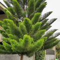 50 Tropical Oak Tree Seeds - Casuarina cunninghamiana, She-Oak, Bonsai, Fast-Growing, Evergreen, Ideal for Garden & Landscaping