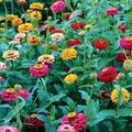 200 Zinnia Dwarf BUTTON BOX Heirloom Seeds - Non-GMO, Dainty Color Mix, Perfect for Containers & Gardens - Zinnia elegans