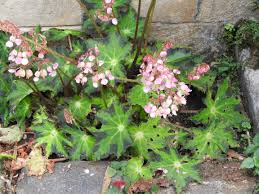Begonia heracleifolia Starter Plant - Hybrid Rhizomatous Star Begonia - Unique Foliage for Indoor Decor, Terrariums & Tropical Gardens