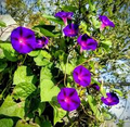 20 Ipomoea Purpurea Mix Tall Morning Glory Seeds - Fast Hardy Climber, Blue, Purple, Pink Flowers, 8-10 ft Vine, Attracts Pollinators
