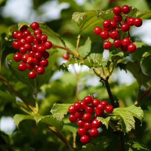 1 Live Bare Root Plant American Cranberry Bush 12"-14", Viburnum trilobum, Hardy Shrub with Edible Berries