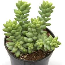 1 Burro's Tail Succulent, Sedum morganianum, Live Rooted Plant, Long Stems, 4'' Pot, Easy-Care Indoor Plant